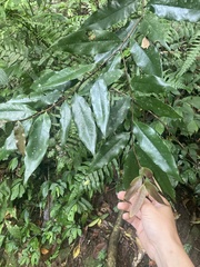 Castanopsis fargesii