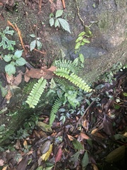 Asplenium normale, photograph (c) Zheng-An Wang, some rights reserved (CC BY)