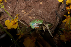 Orange-Legged Leaf Frog photo 2