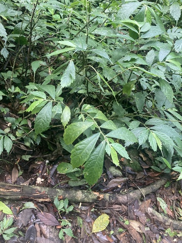 Elatostema lineolatum, photograph 3