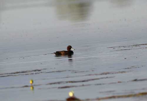 iNaturalist: (c) Paulo Maioli, some rights reserved (CC BY-NC), uploaded by Paulo Maioli iNaturalist image