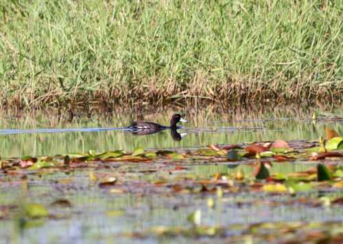 iNaturalist image