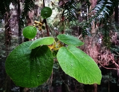 Actinidia setosa