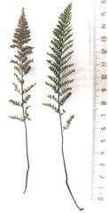 Cheilanthes hirta hirta