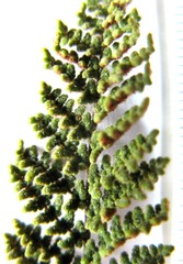 Cheilanthes hirta hirta