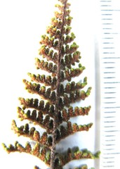 Cheilanthes hirta hirta