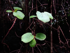 Actinidia setosa