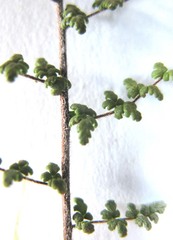 Cheilanthes parviloba