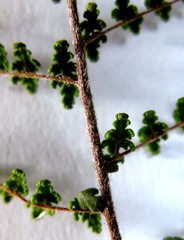 Cheilanthes parviloba