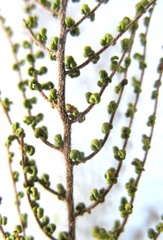 Cheilanthes parviloba