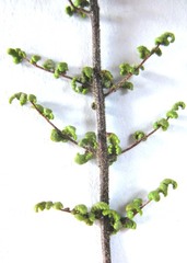 Cheilanthes parviloba