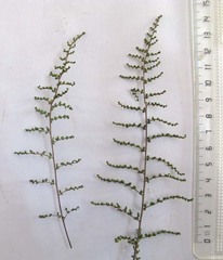 Cheilanthes parviloba