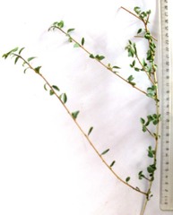 Cissampelos capensis