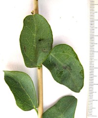 Cissampelos capensis