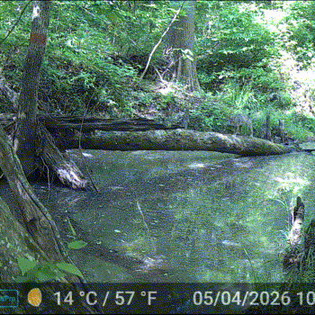 Bobcat photographed in Virginia