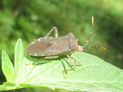 Anasa armigera