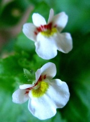 Nemesia deflexa