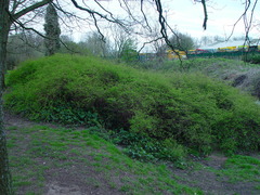 Symphoricarpos × chenaultii