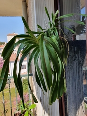 Vanda tricolor suavis