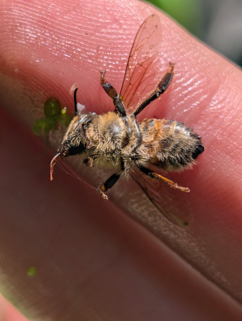 Western Honey Bee from Virginia Beach, VA, USA on May 10, 2026 at 11:29 ...