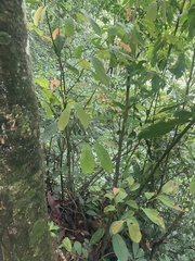 Fissistigma oldhamii