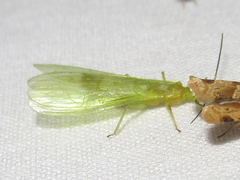 Alloperla