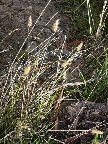 bristly dogtail grass