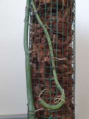 Vanilla madagascariensis