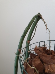 Vanilla madagascariensis