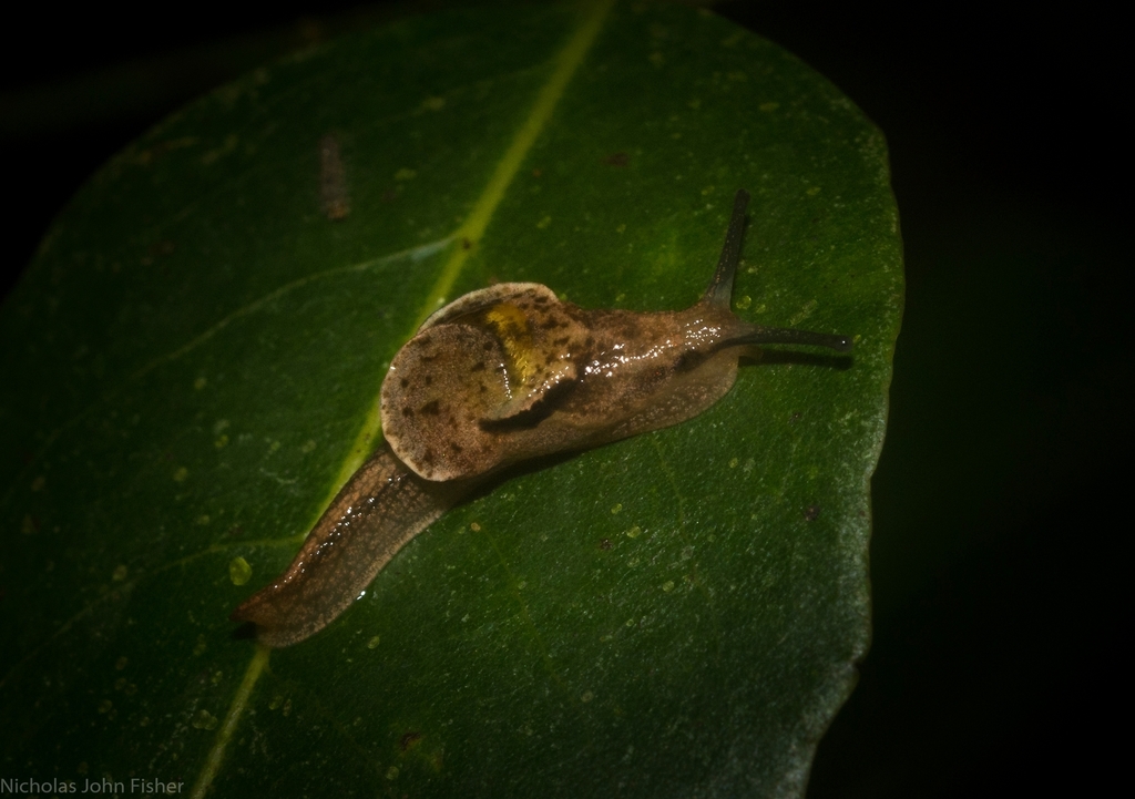 Iridescent Semi-Slug