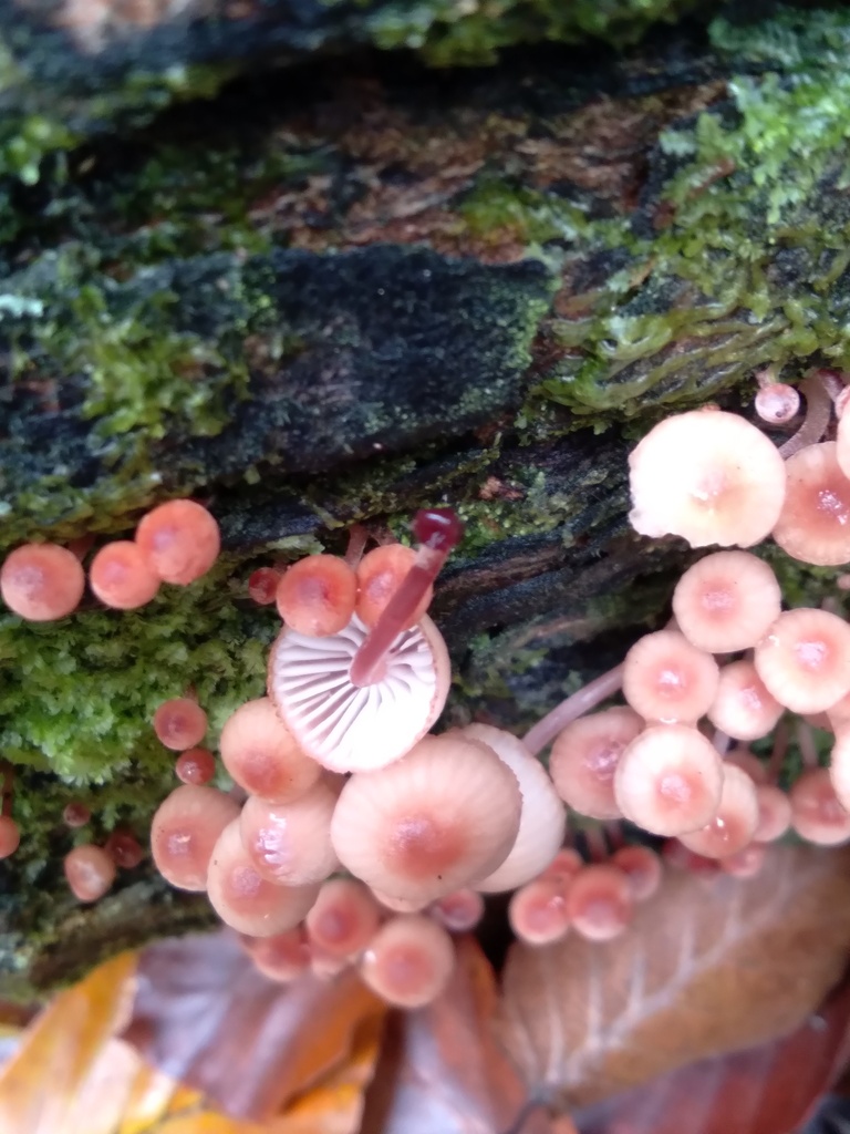 Mycena mariae · May 2026 · photo: © bethmaree (iNaturalist, cc-by)