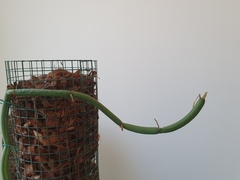 Vanilla phalaenopsis