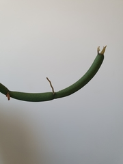 Vanilla phalaenopsis