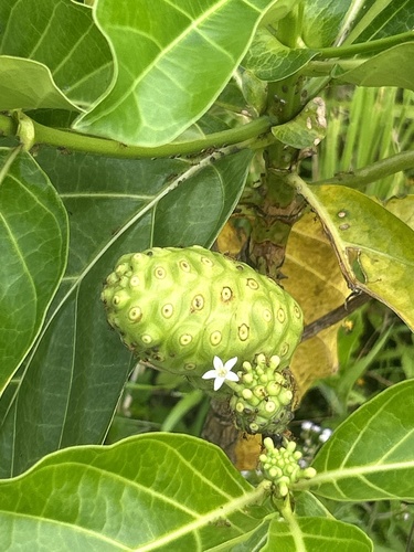 Morinda citrifolia