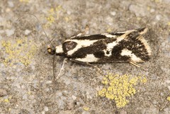 Epithymema incomposita