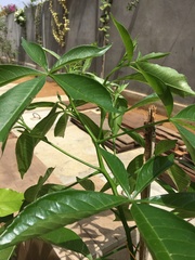 Magnoliopsida