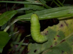 Orthosia hibisci