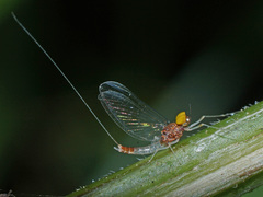 Baetis fuscatus