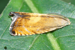 Pammene aurita