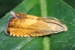 Pammene aurita