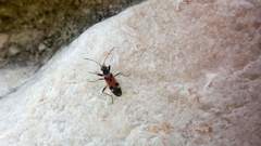 Beosus quadripunctatus