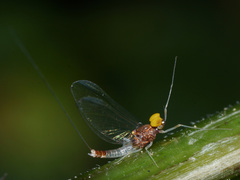 Baetis fuscatus
