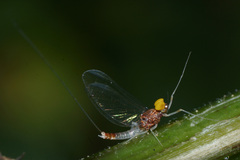 Baetis fuscatus