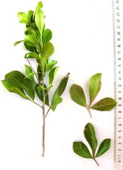 Searsia laevigata
