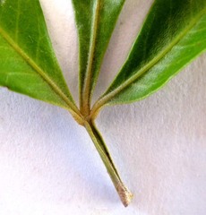 Searsia laevigata