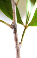 Searsia laevigata