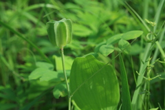 Fritillaria maximowiczii