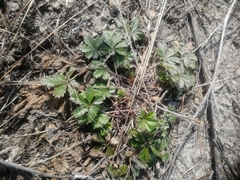 Potentilla humifusa