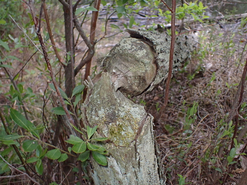 American Beaver