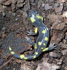 Ensatina eschscholtzii croceater